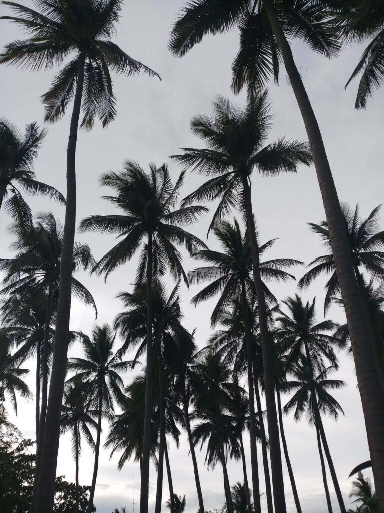Tranquil Palm Tree Wallpaper: Serene Tropical Sky Background