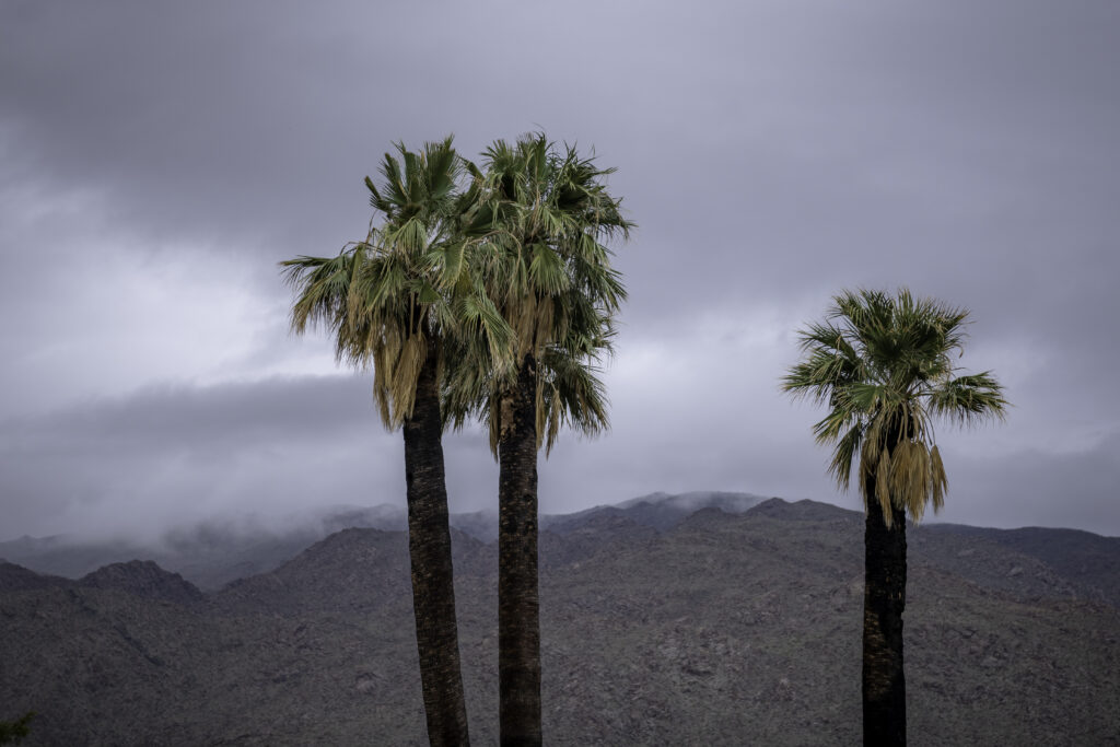 Tall palm trees with misty mountains and overcast sky serene nature wallpaper background