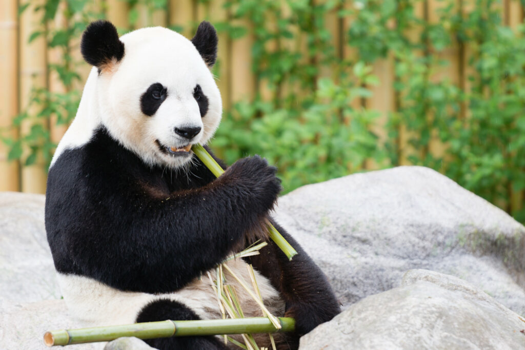 Tranquil Panda Bear Wallpaper in Lush Green Bamboo Setting