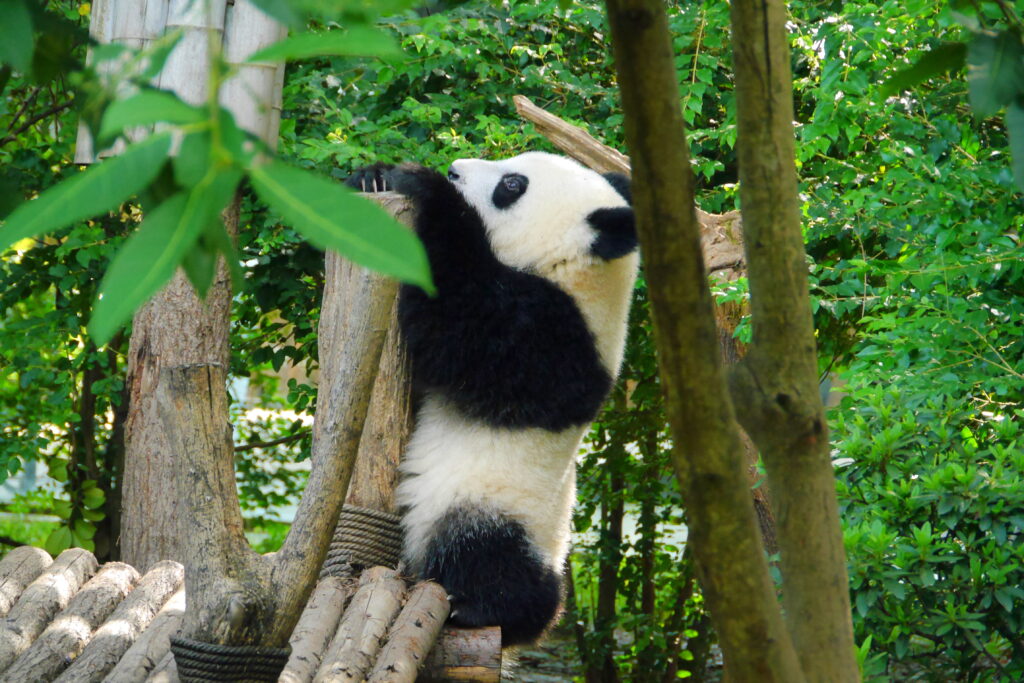 Serene Panda Climbing Wooden Logs in Lush Green Background Wallpaper