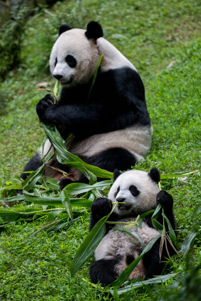 Charming Panda Family in Serene Wildlife Wallpaper - High-Resolution Art