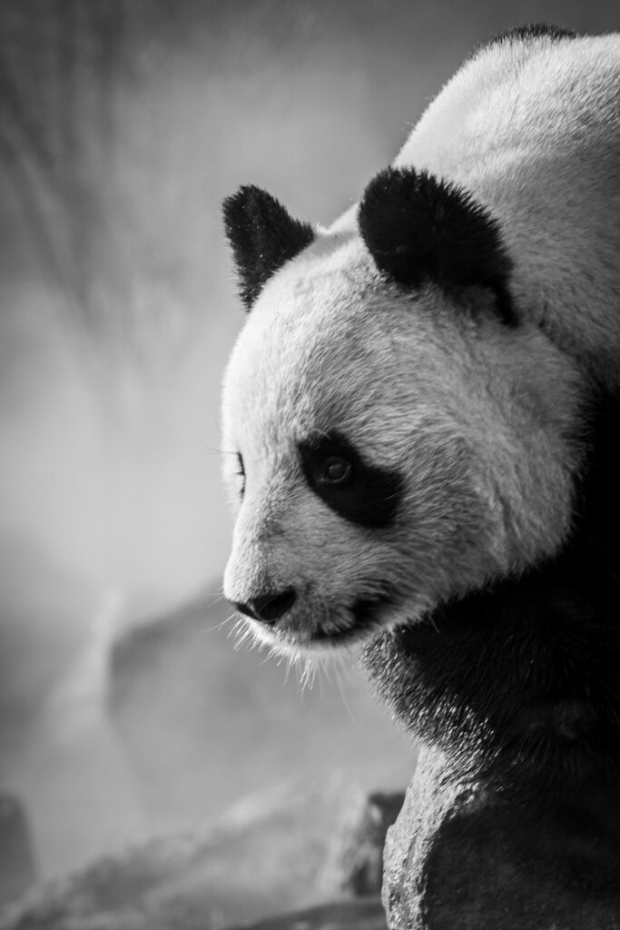 Serene Panda Profile Black-and-White Wallpaper Background
