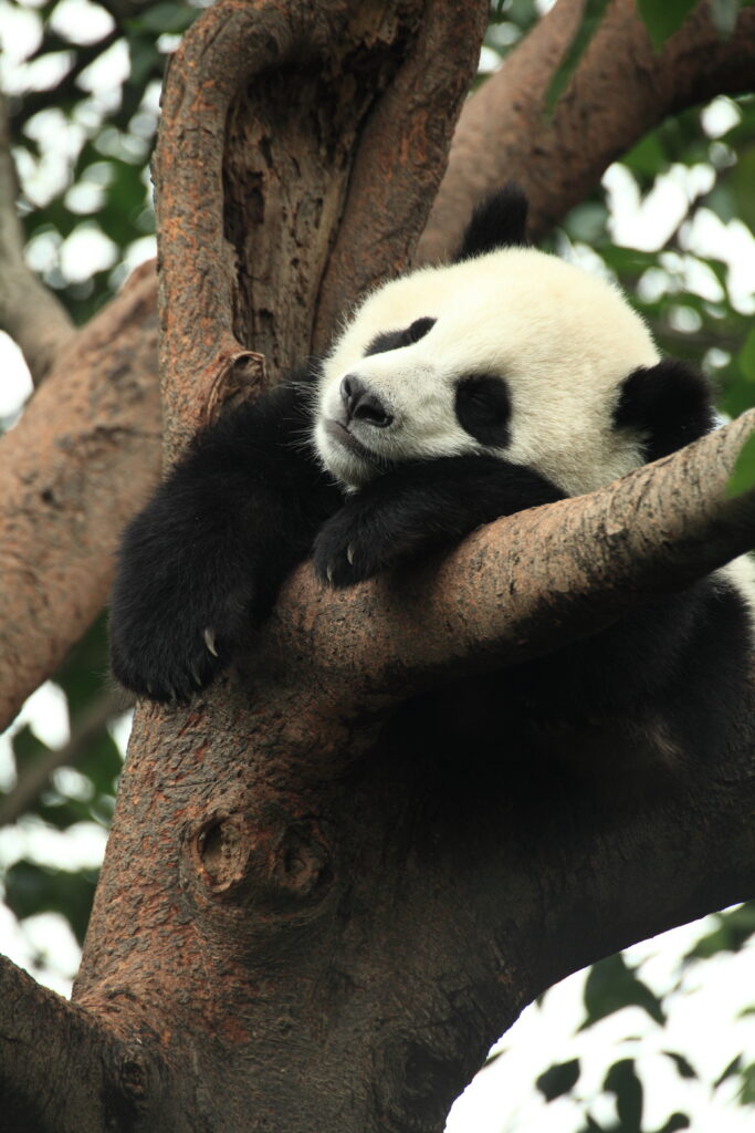 Serene Panda Sleeping on Tree Branch - Nature Wallpaper