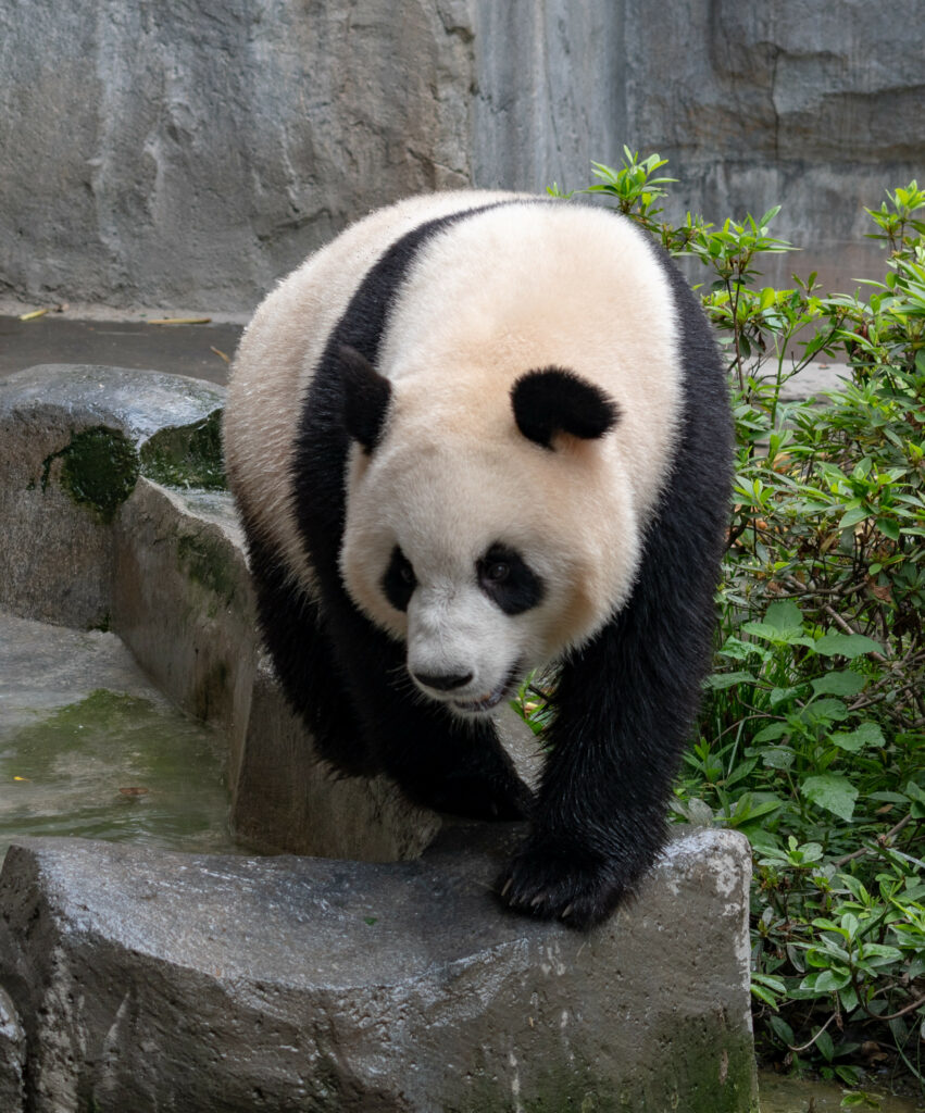 Panda Walking Gracefully on Stone Surfaces with Lush Greenery Background Wallpaper