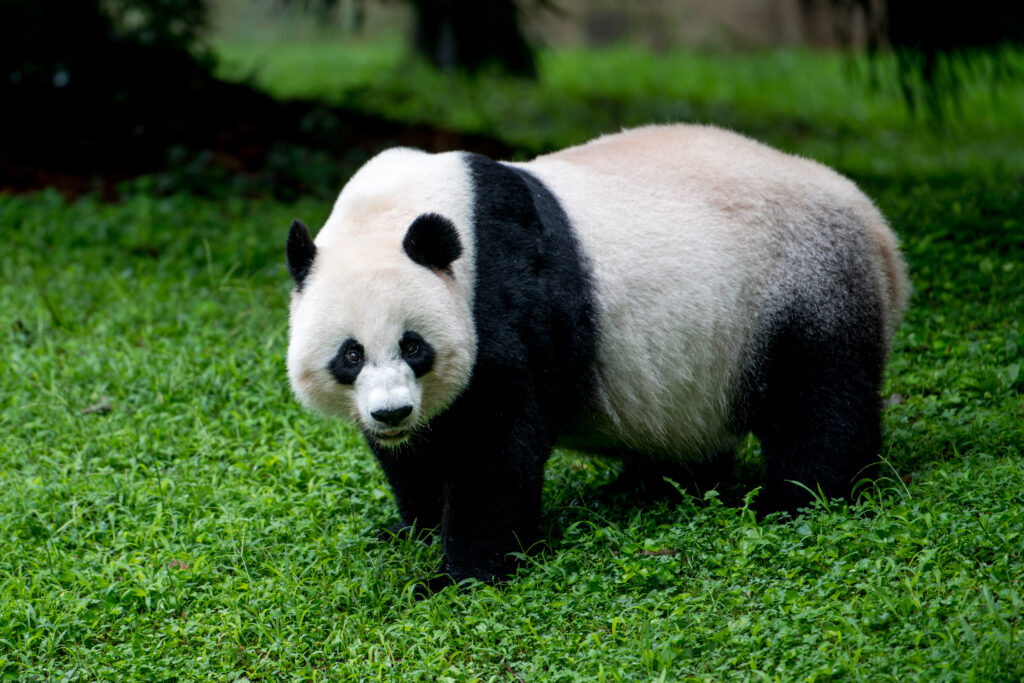 Serene Panda Wallpaper on Lush Grass: A Peaceful Nature Scene