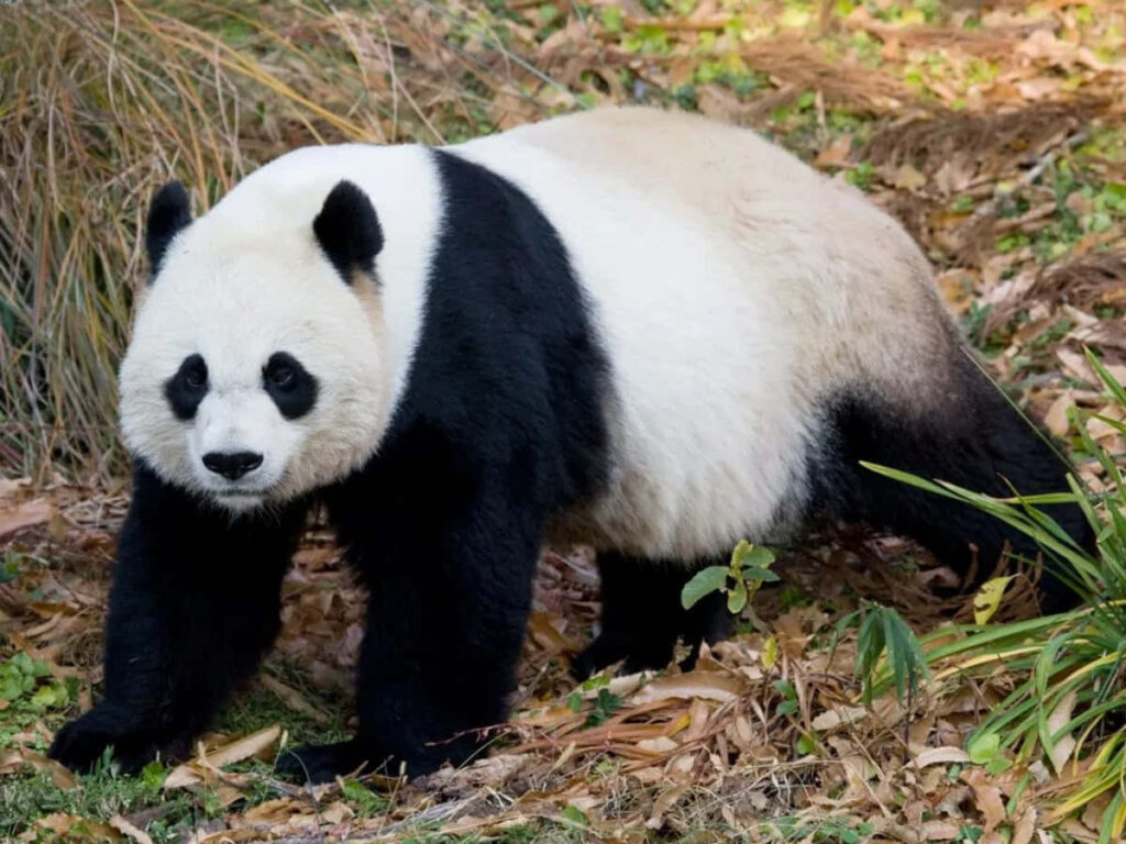 Panda Bear Serenity: Lush Green Grass Landscape Wallpaper