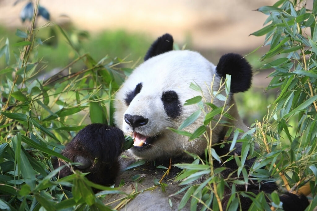 Serene Giant Panda Wallpaper: Bamboo & Lush Greenery Background