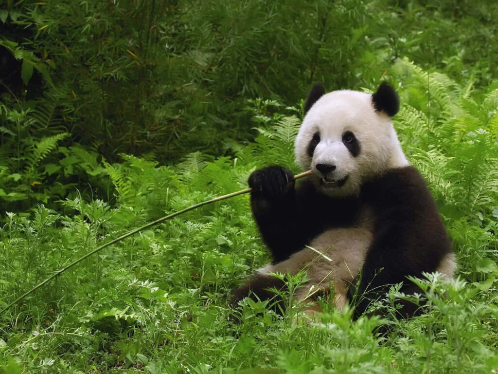 Serene Panda Wallpaper: Lush Green Bamboo Background