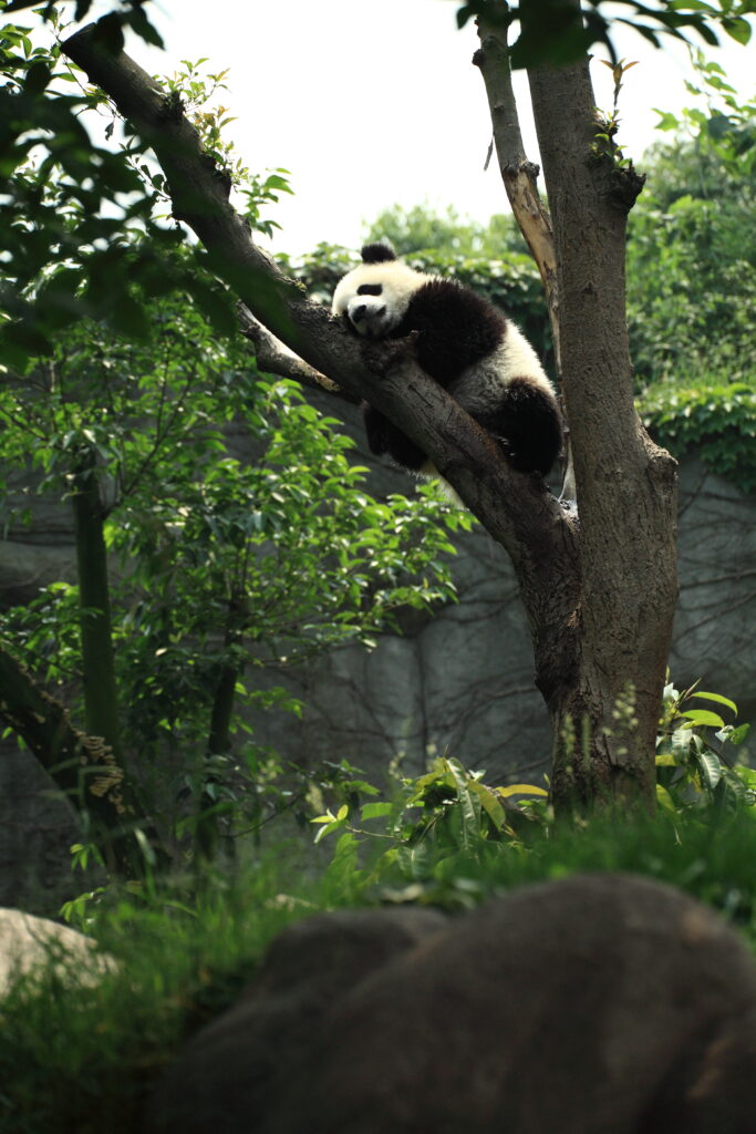 Tranquil Panda Wallpaper: Serene Rest on a Tree Branch