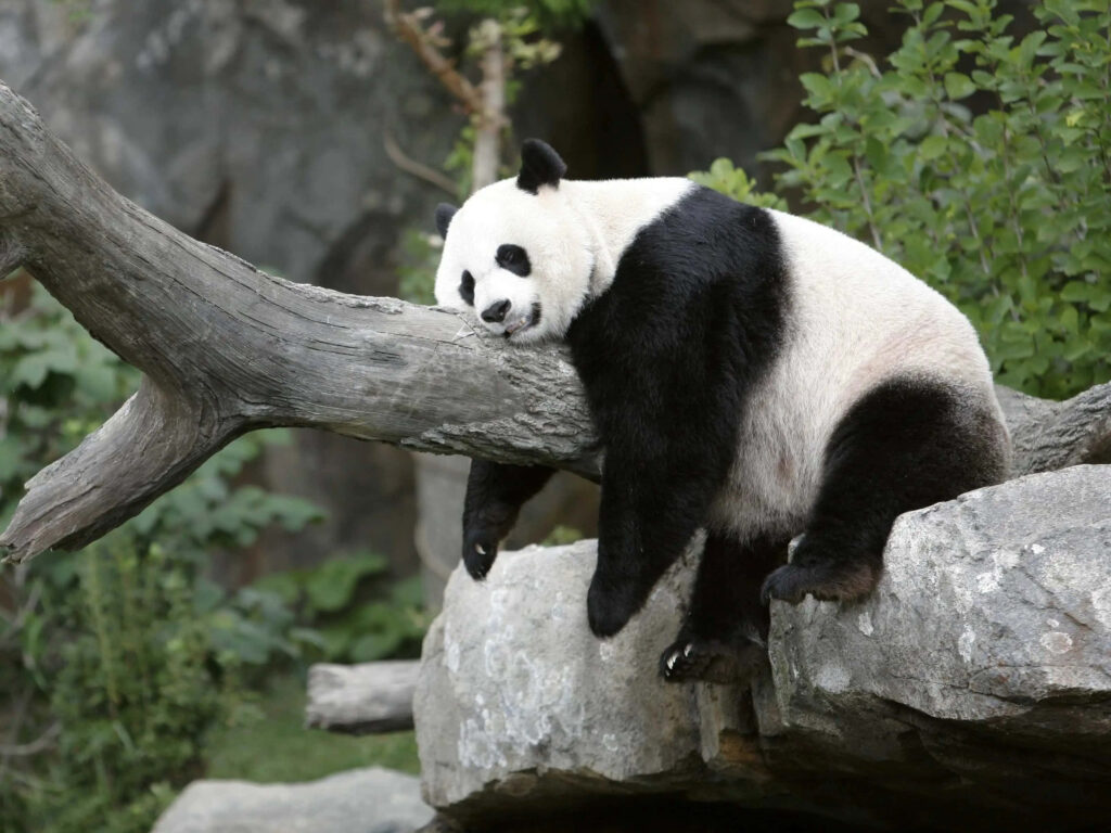 Serene Panda Wallpaper: Relaxed in Nature's Lush Oasis