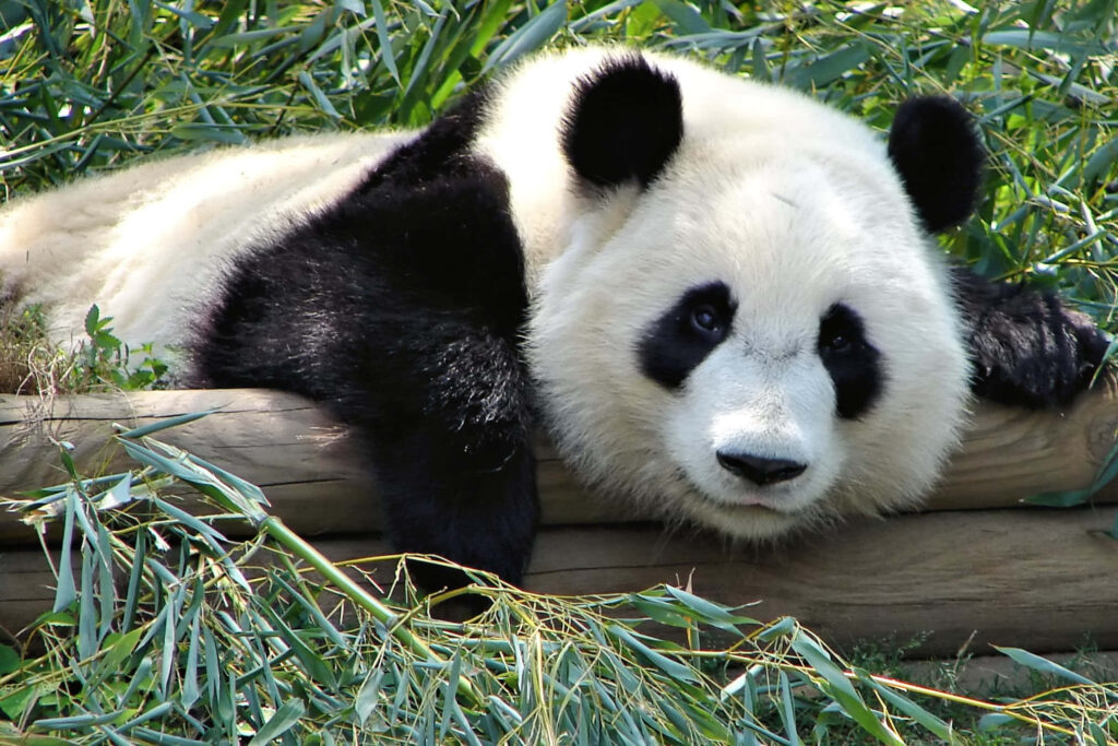Serene Panda Wallpaper: Tranquil Scene with Bamboo & Logs