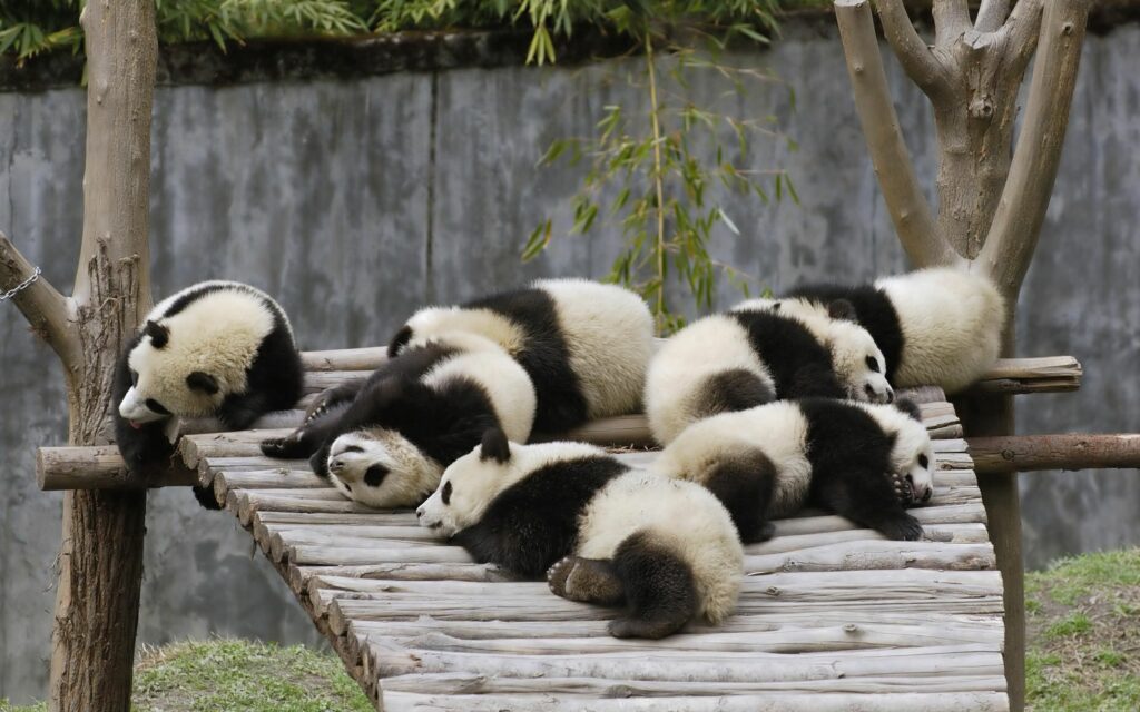 Serene Panda Wallpaper: Relaxing Scene with Lush Nature Background