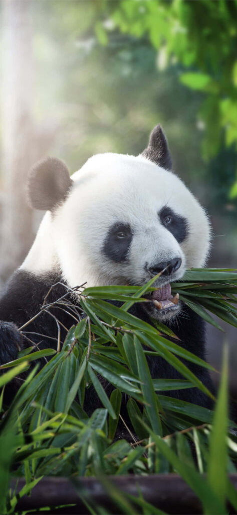 Serene Panda Wallpaper: Gentle Panda Enjoying Bamboo in Sunshine