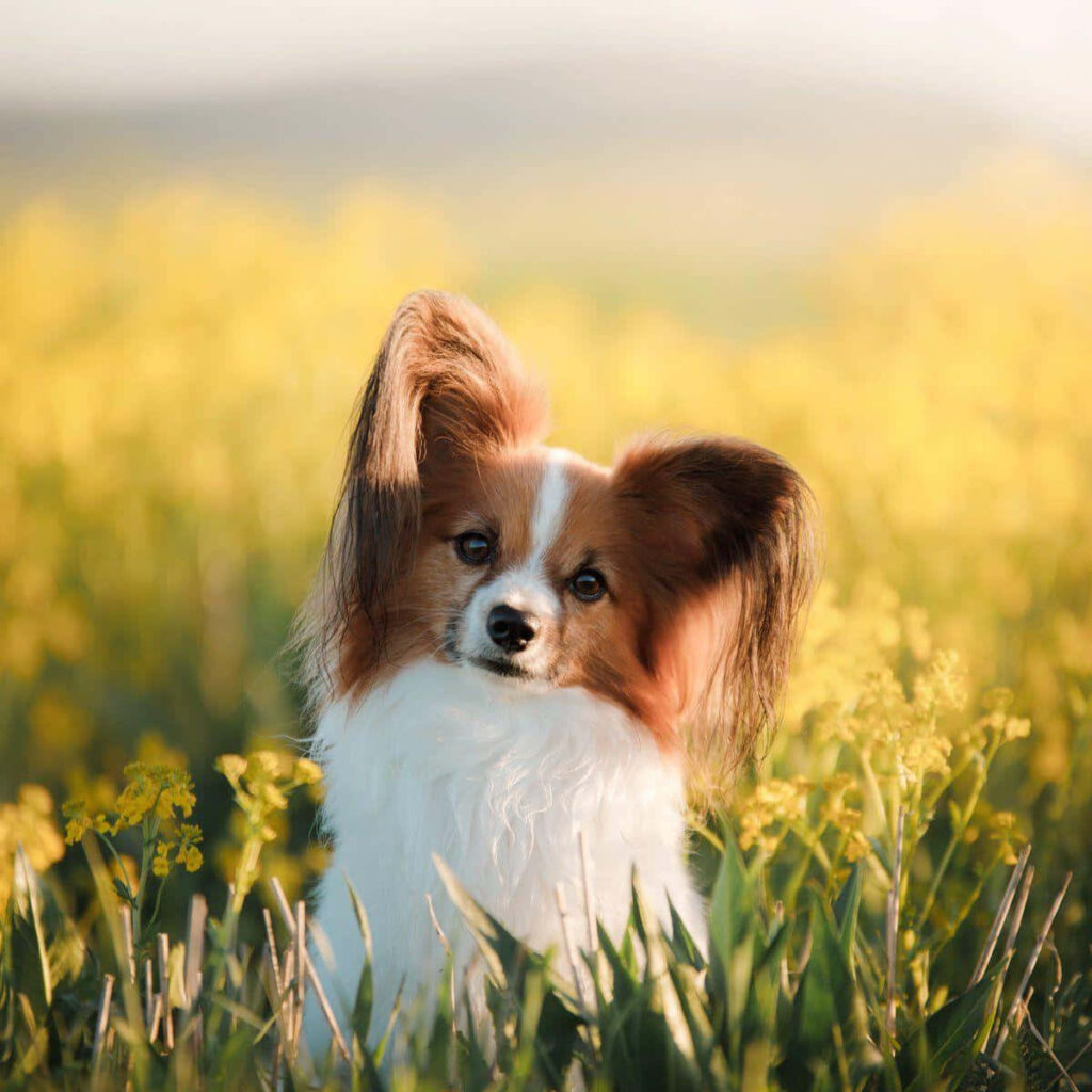 Serene Papillon Dog in Sunlit Field of Yellow Flowers Wallpaper