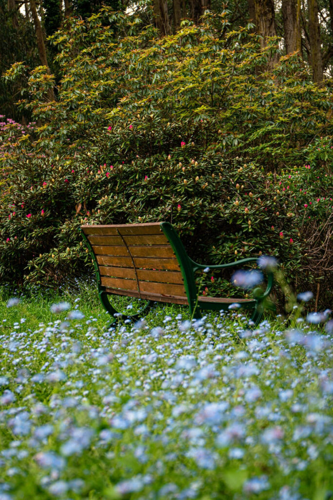 Peaceful Park Scene with Wooden Bench and Blue Flowers - Wallpaper
