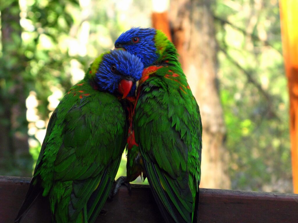 Colorful Parrots in Lush Greenery: Serene Wallpaper Background