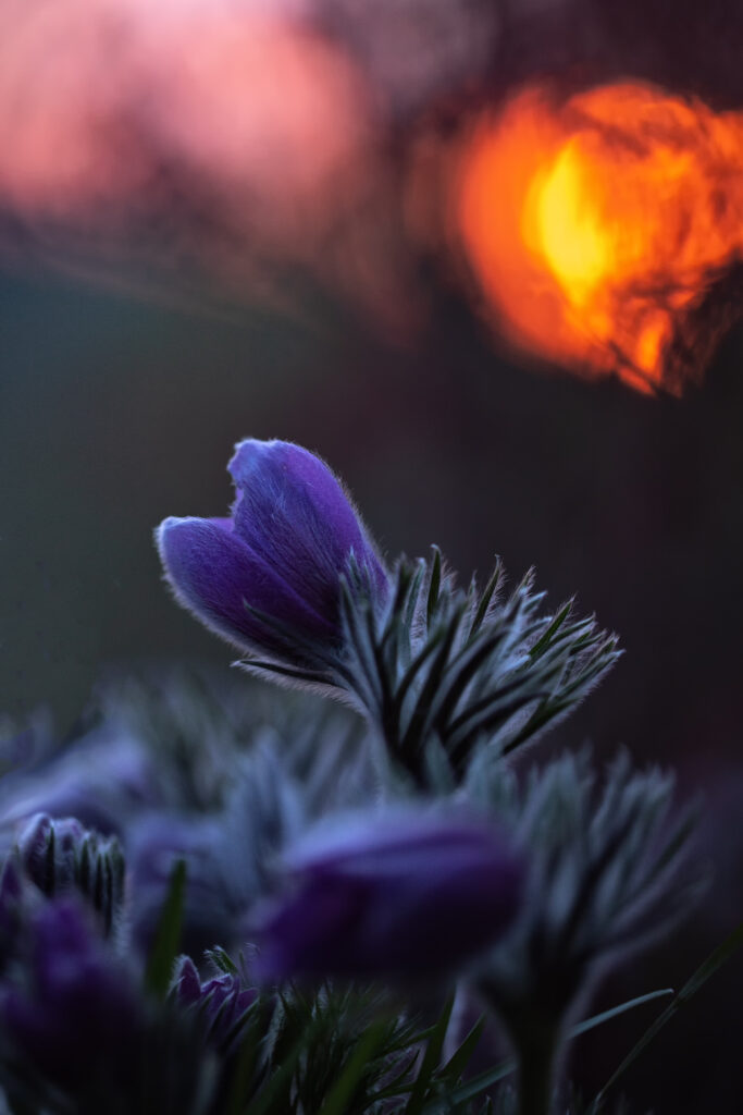Serene Pasqueflower Wallpaper: Delicate Bud & Soft Leaves Glow