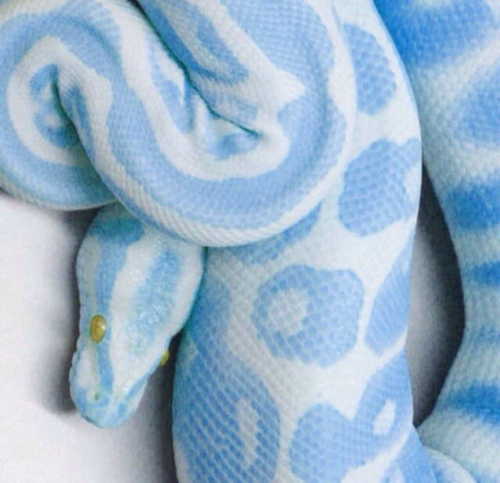 Serene Pastel Blue Snake Wallpaper for Soothing Tumblr Aesthetics
