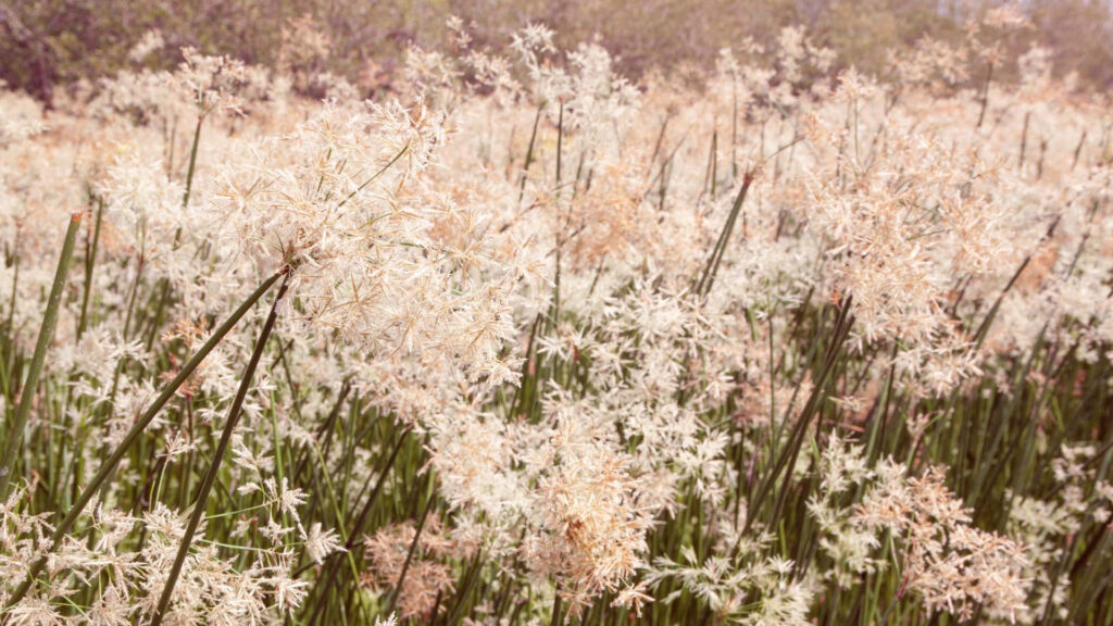 Serene Pastel Flower Field Wallpaper: Vintage Breeze Background