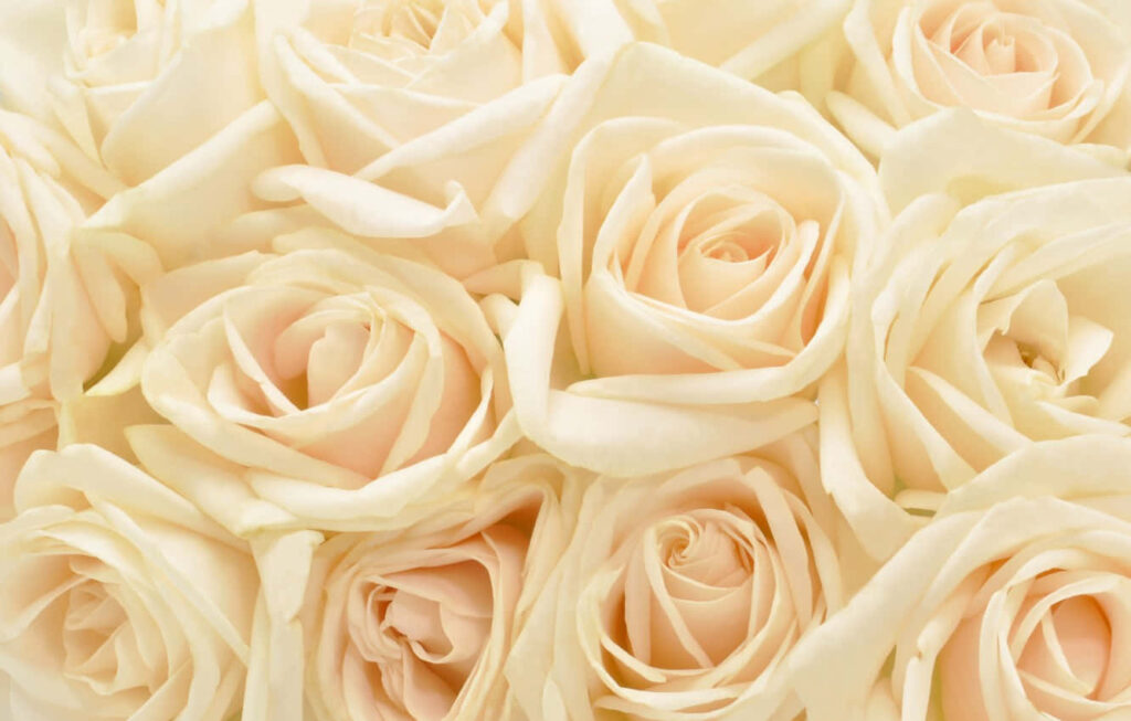 Soft Pastel Flower Wallpaper with Elegant Cream Roses
