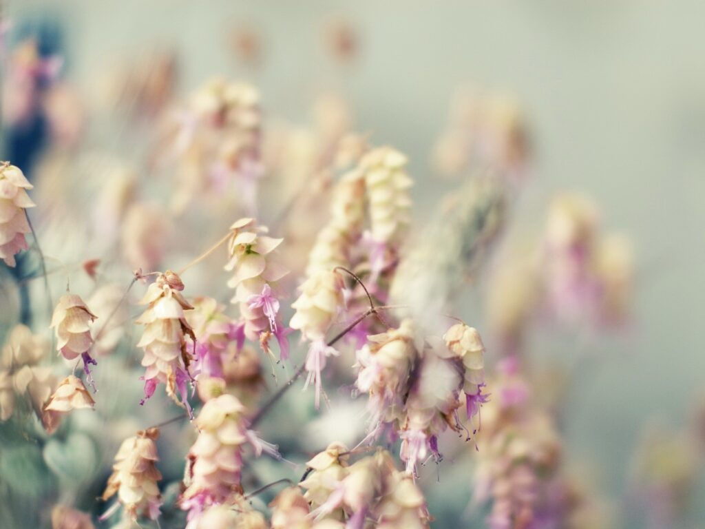 Serene Close-Up Wallpaper of Pastel Grass & Flowers - Calming Background
