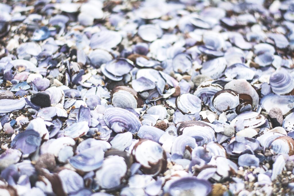 Serene beach wallpaper with pastel lavender white and sandy seashells capturing calm sea vibes