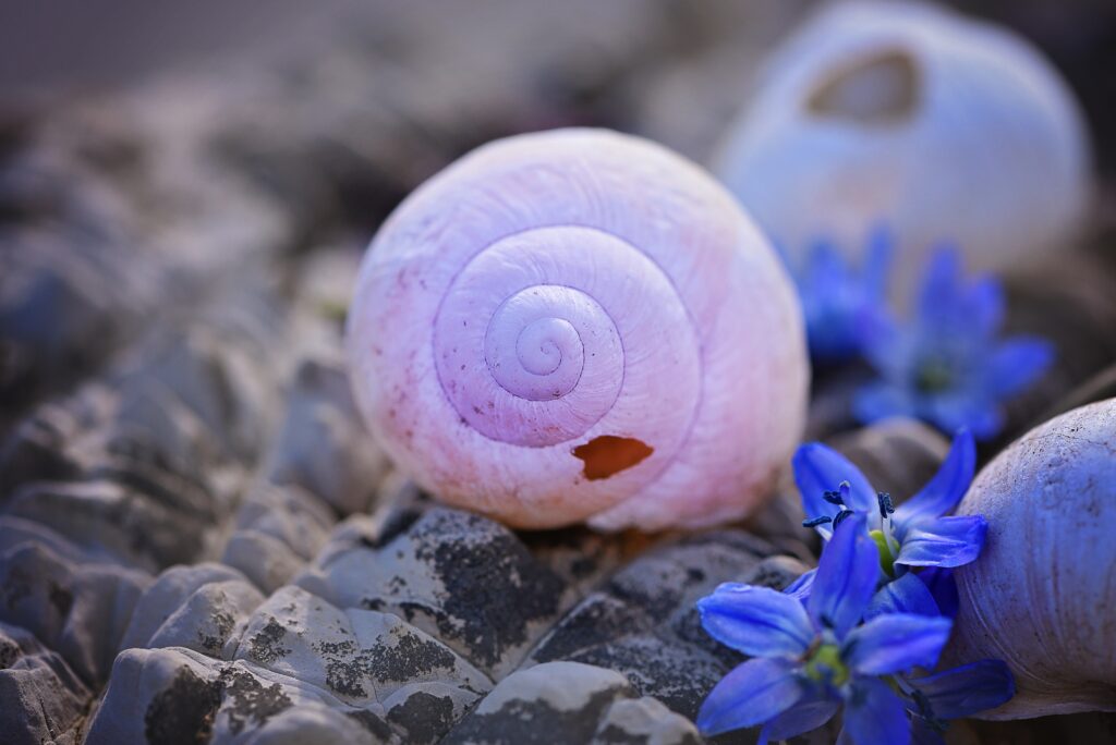 Pastel Shells on Stones with Blue Flowers - Serene Wallpaper Background