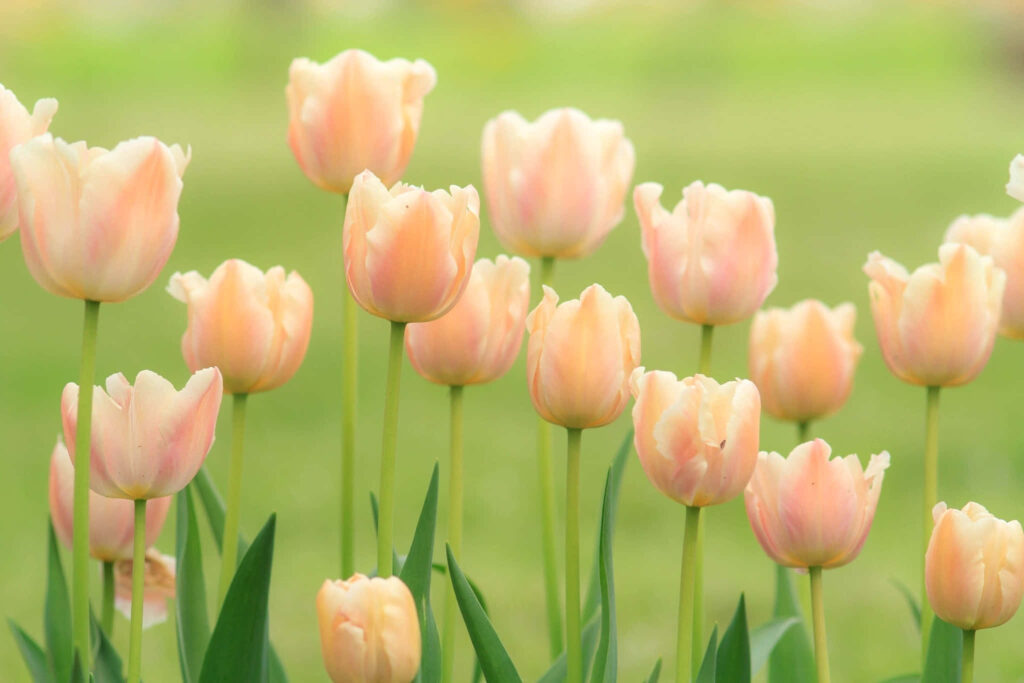 Pastel Tulip Wallpaper: Serene Springtime Background in Bloom