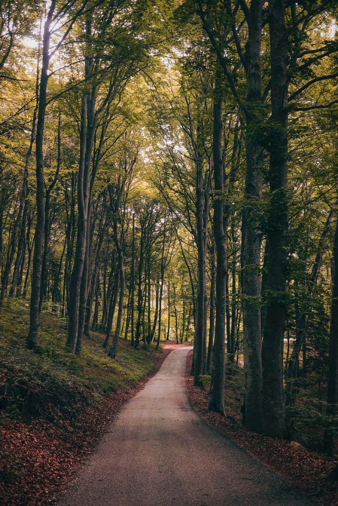 Winding path through lush green woods with dappled sunlight for calming nature wallpaper