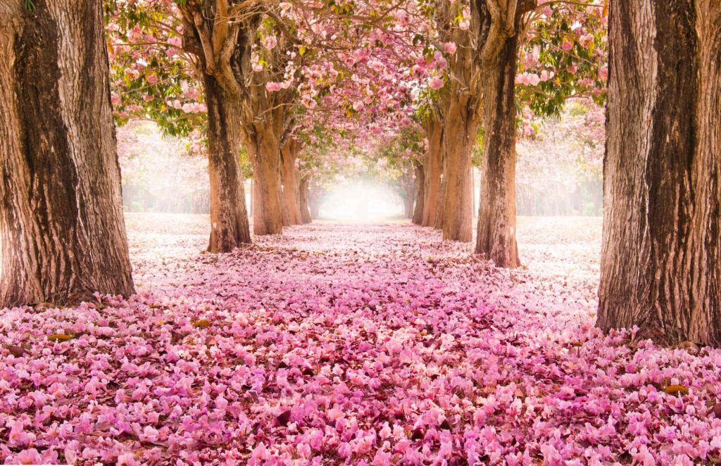 Tranquil Pathway Wallpaper with Blooming Pink Trees & Petals