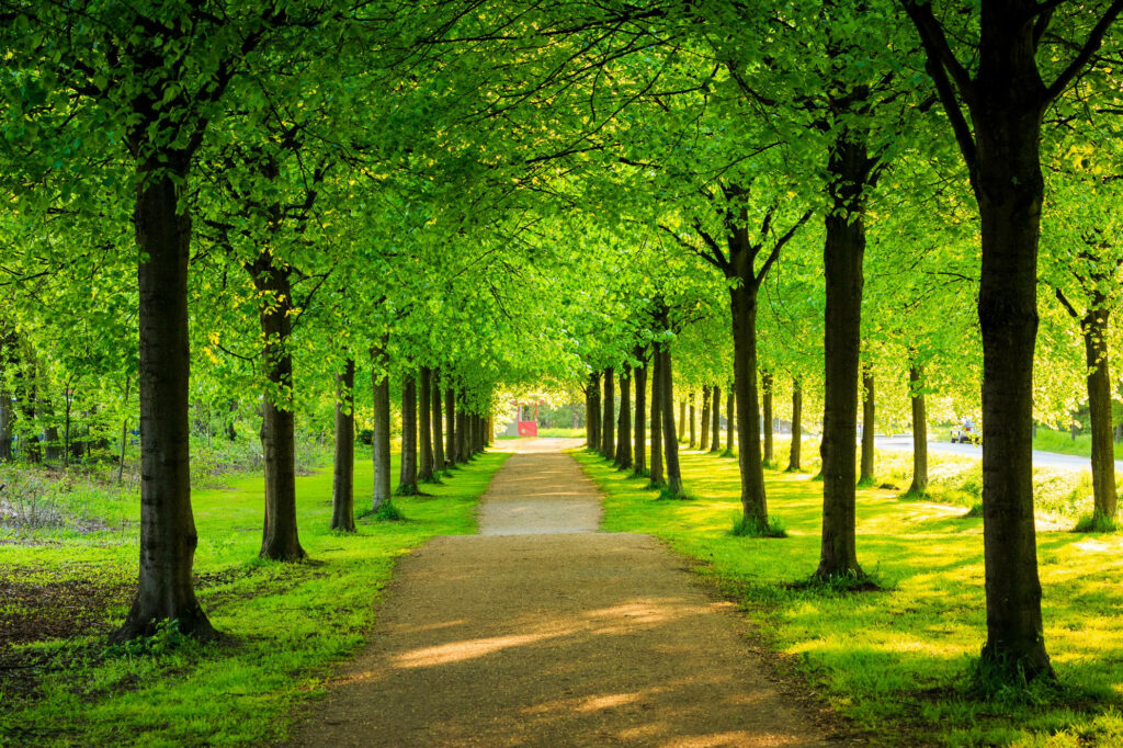 Serene Tree-Lined Pathway Wallpaper Background in Sunlit Vibes