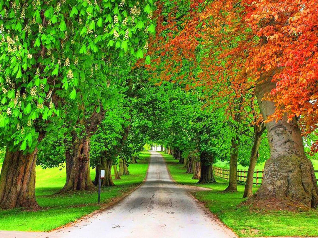 Tranquil Natural Pathway Wallpaper: Serene Trees & Autumn Foliage