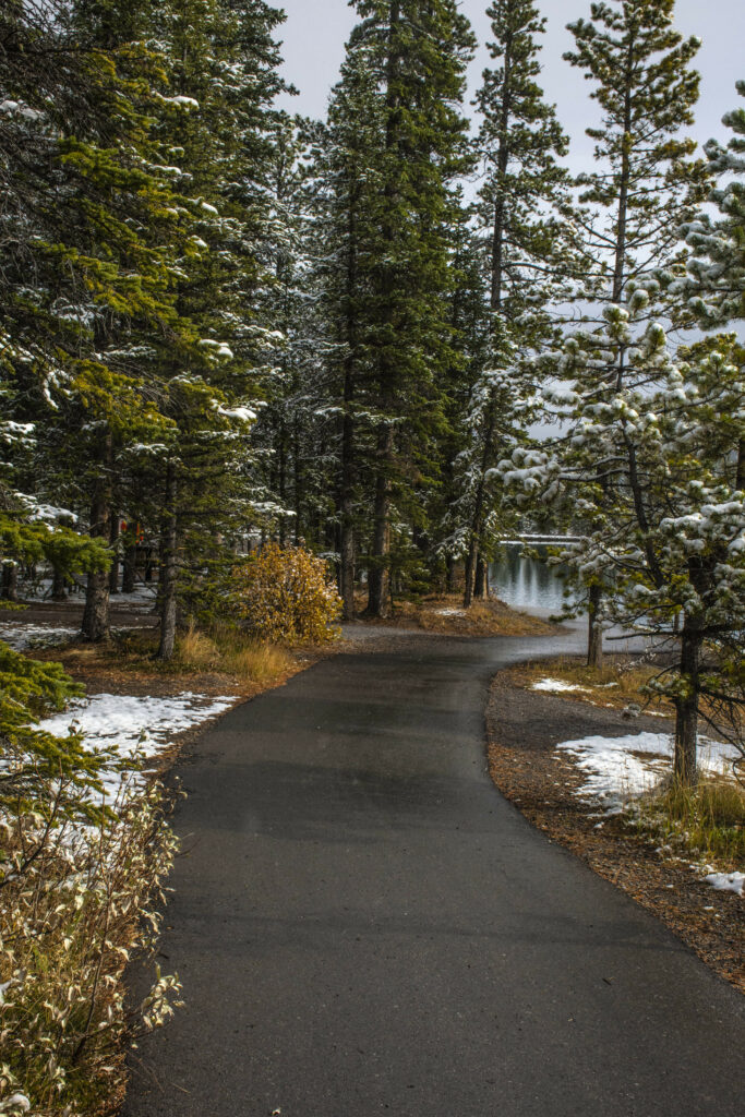 Curved paved path through dense spruce forest with fresh snow and autumn golden leaves Wallpaper