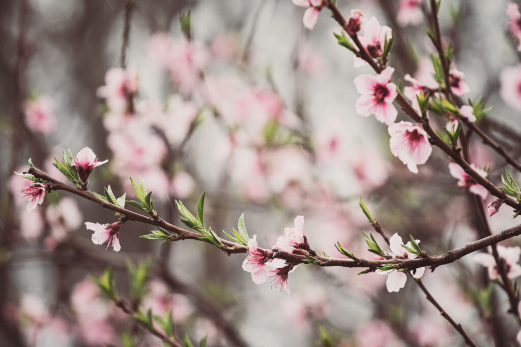 Serene Peach Blossom Wallpaper – Delicate Springtime Background
