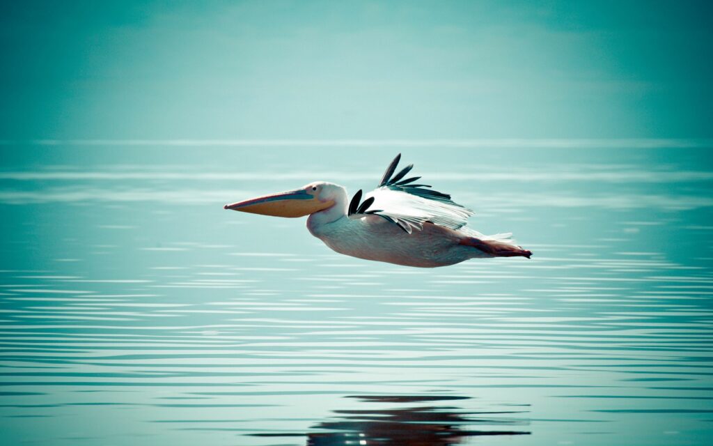 Serene Pelican Soaring Over Calm Waters - Soft Blue Background Wallpaper