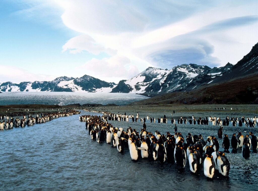 Penguin Colony on Rocky Shoreline: Majestic Mountains Background Wallpaper