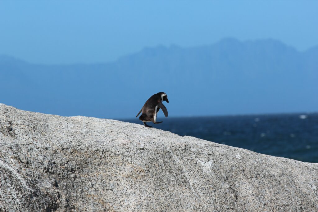 Graceful Penguin Walking on Rugged Rock with Ocean & Mountains Background Wallpaper