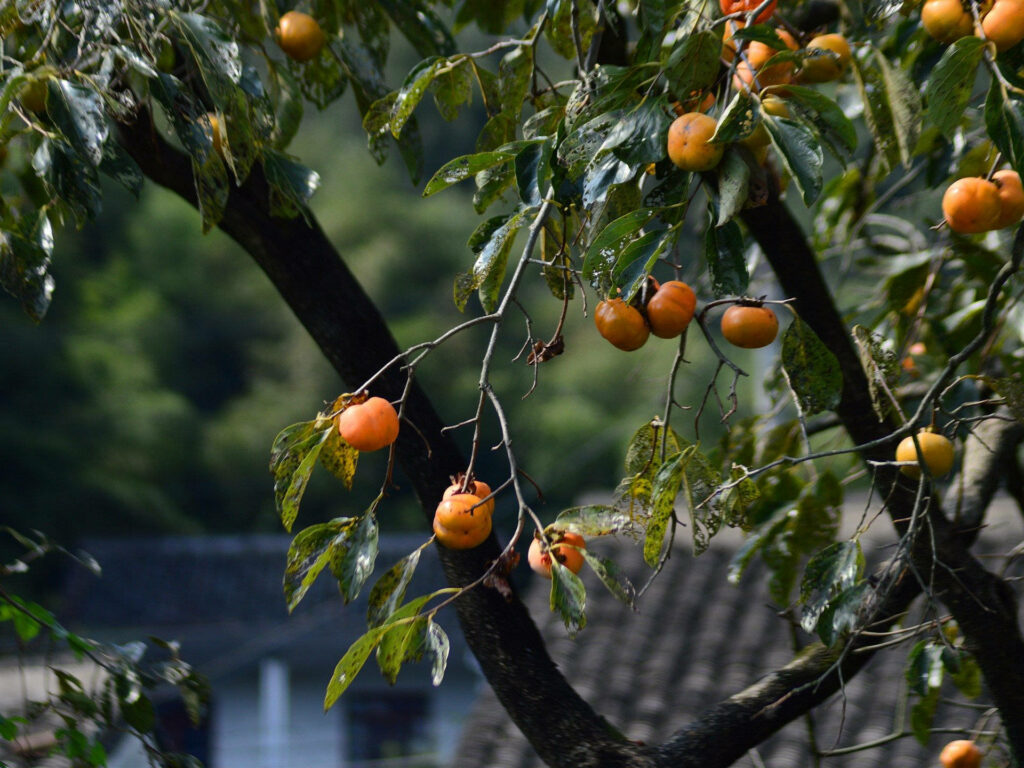 Serene Wallpaper: Ripe Persimmon Tree with Vibrant Green Leaves