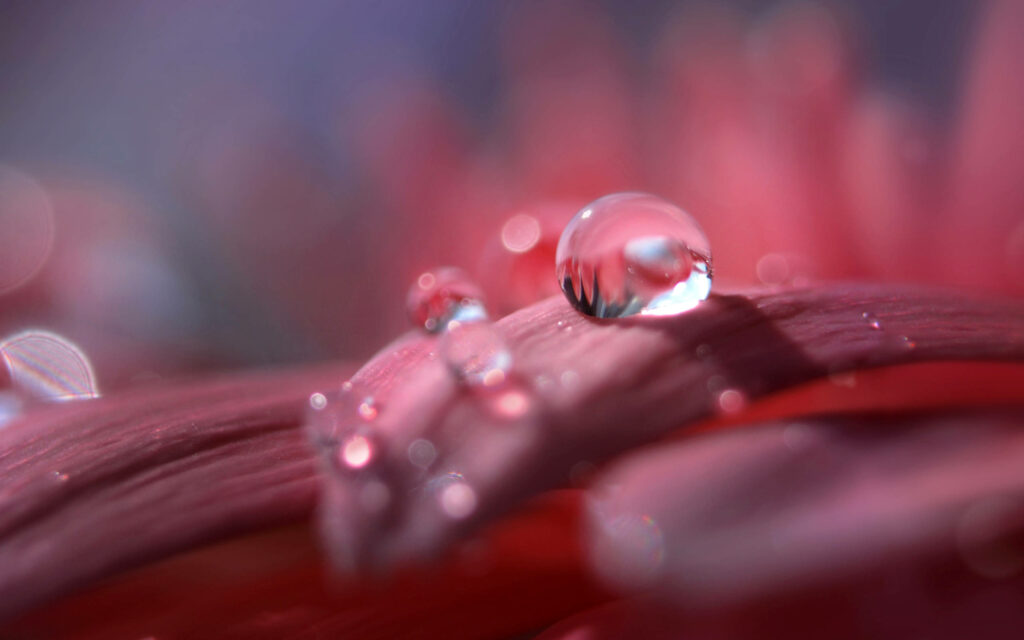 Macro Dewdrops on Petal: Elegant Nature Wallpaper