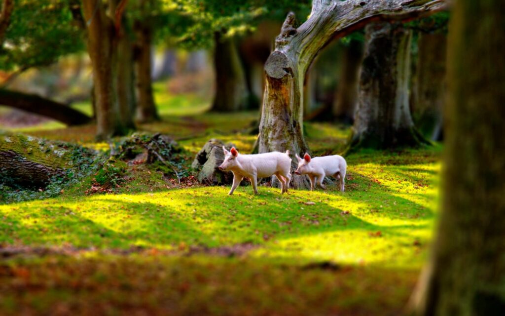 Tranquil Pig Wallpapers: Pigs in a Sunlit Green Field Background