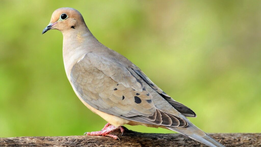 Serene Pigeon Wallpaper: Colorful Bird on Branch in Soft Green Background