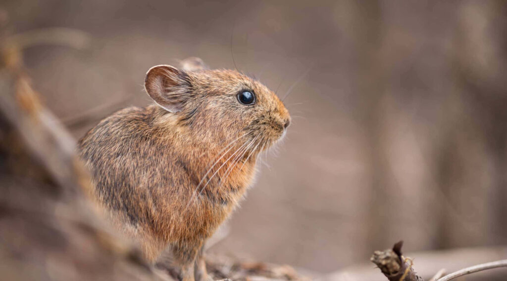 Pika in Nature: Soft Fur and Alert Expression - Wildlife Wallpaper