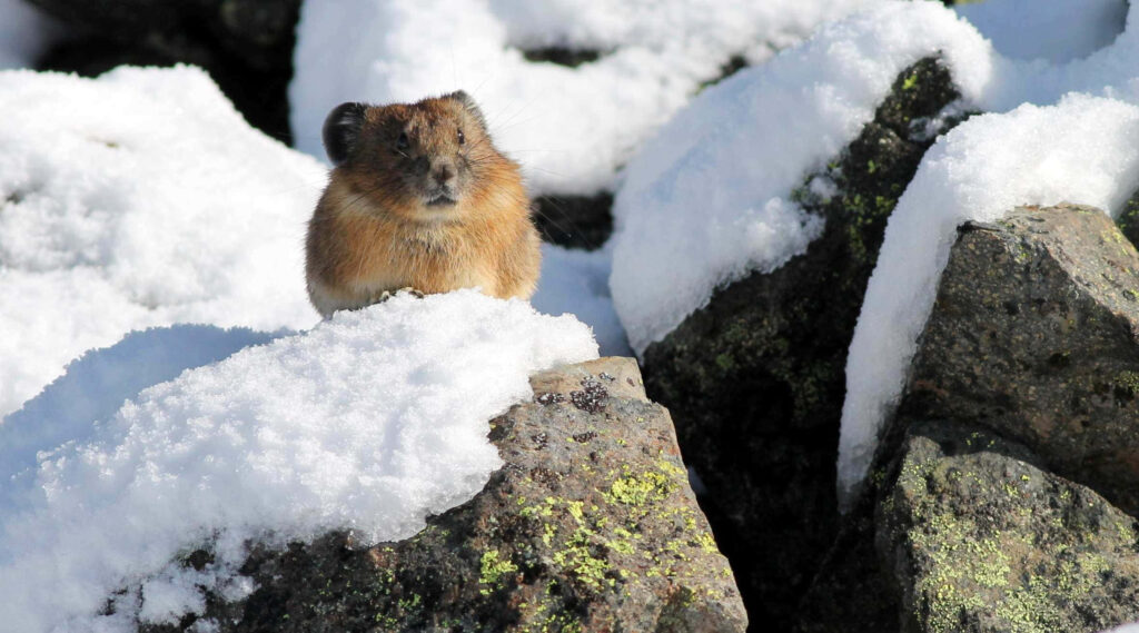 Serene Pika in Snowy Habitat - Nature Wallpaper Background