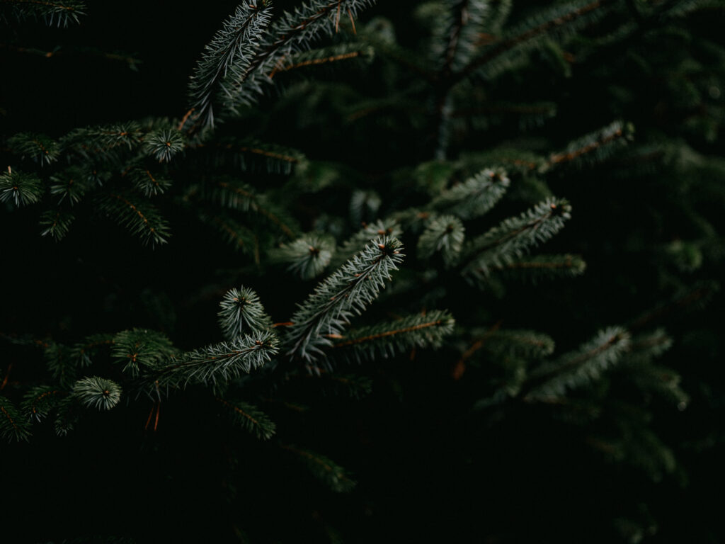 Lush Green Pine Wallpaper: Serene Nature Background for Relaxation