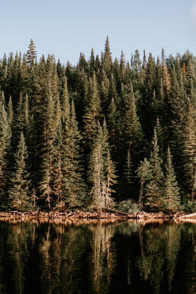 Serene forest wallpaper with tall pine trees reflecting in calm lake under clear sky background