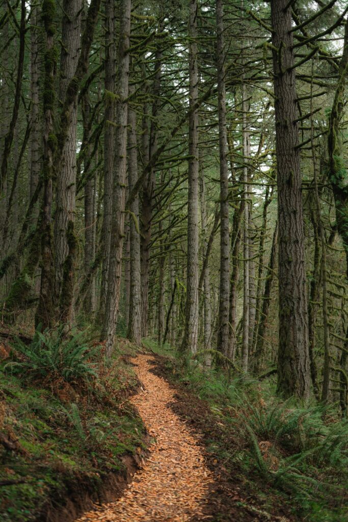 Narrow forest path winding through tall pine trees and lush ferns in peaceful woodland setting Wallpaper