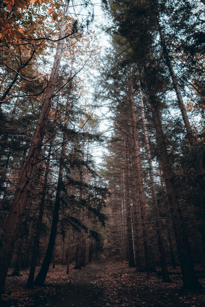 Serene forest wallpaper with tall pine trees soft light and earthy fallen leaves background