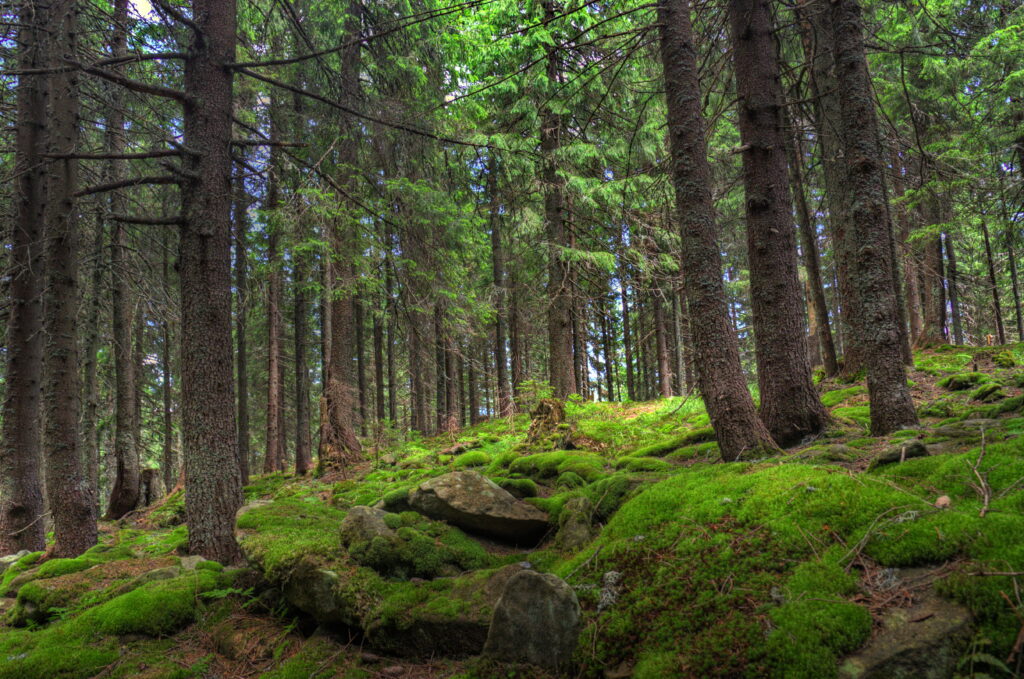 Serene forest wallpaper with tall pine trees lush mossy floor and soft natural sunlight background