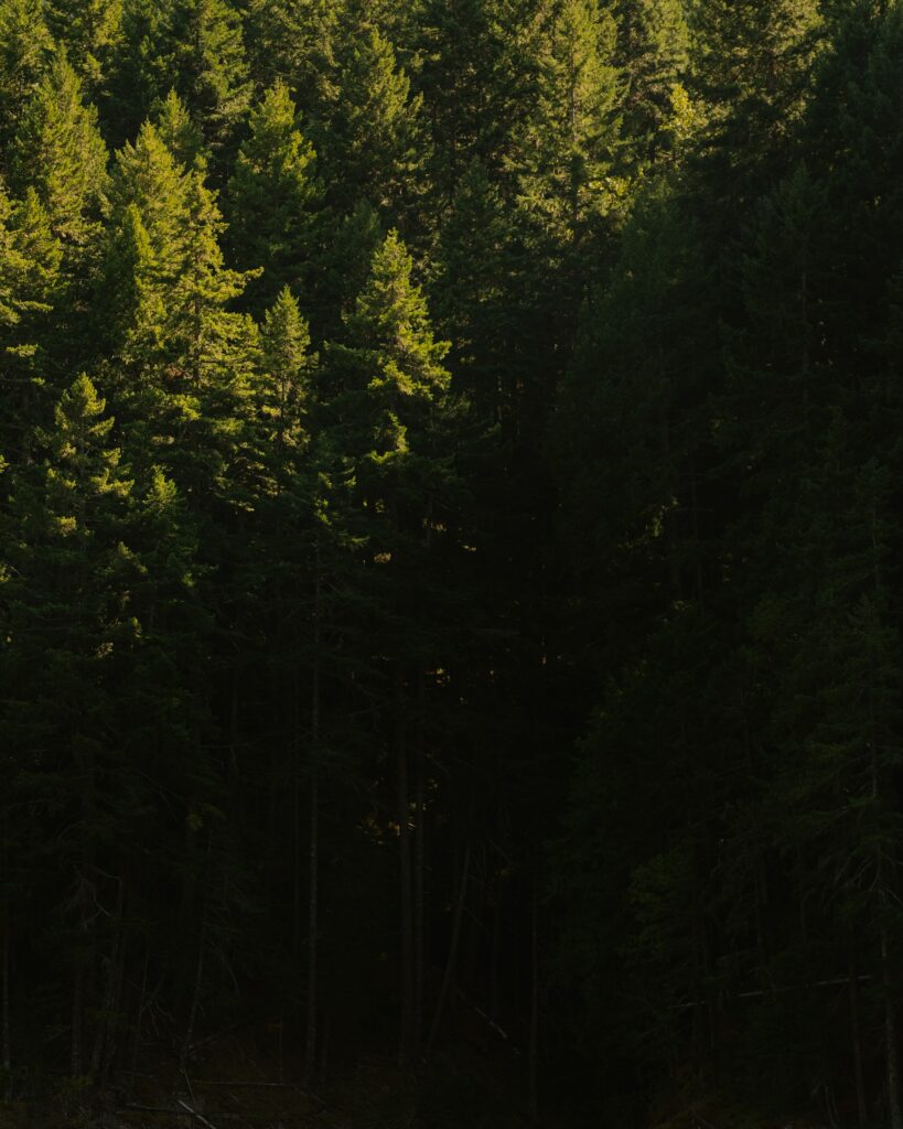 Dense pine forest wallpaper with sunlight highlights and shadows creating a serene woodland scene