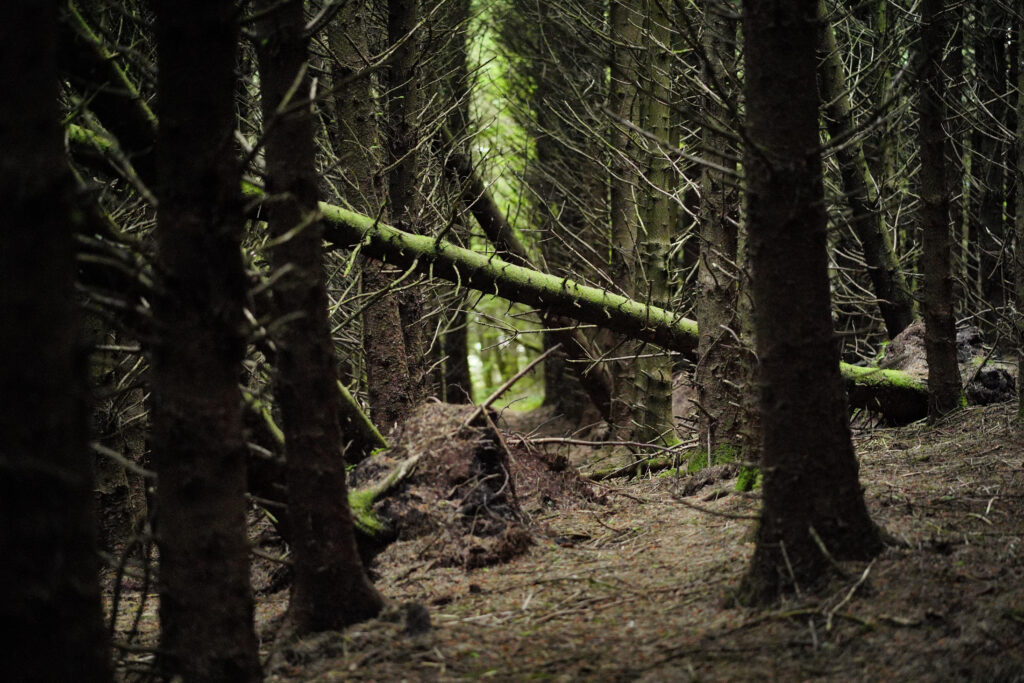 Serene forest wallpaper with tall pine trees twisted trunks soft moss and filtered light background